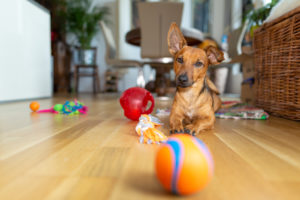 how do i entertain my puppy indoors